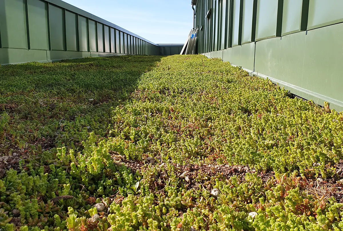 Sedum